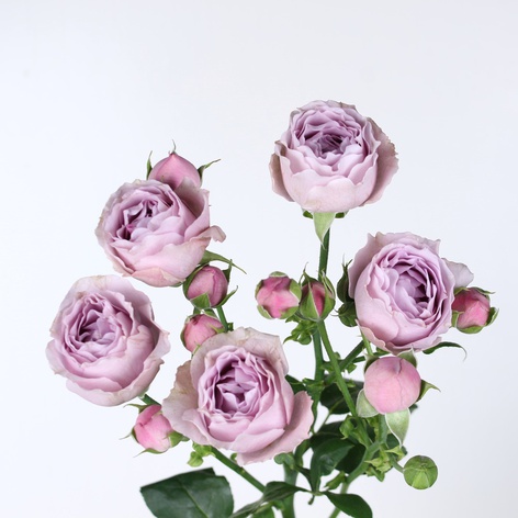 Троянда Лавендер Бабблз, 80 см