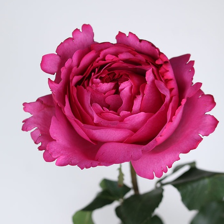 Троянда Ів Пьяже, 50 см