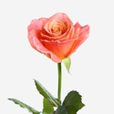 Троянда Міс Піггі, 60 см