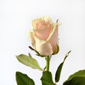 Роза Талея, 70 см