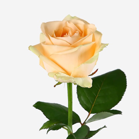 Троянда Аваланч Персик, 70 см