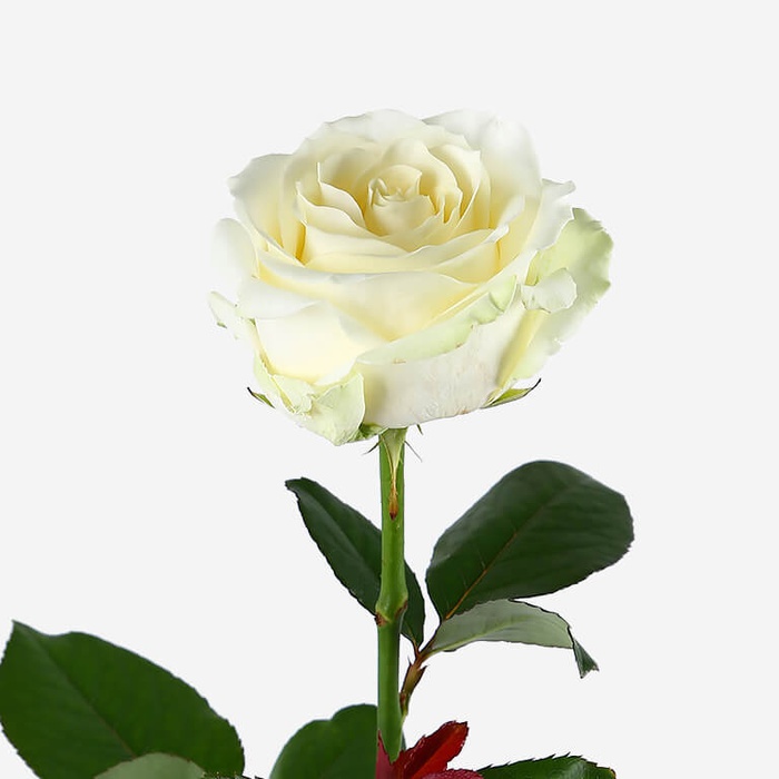 Троянда Аваланч, 80 см