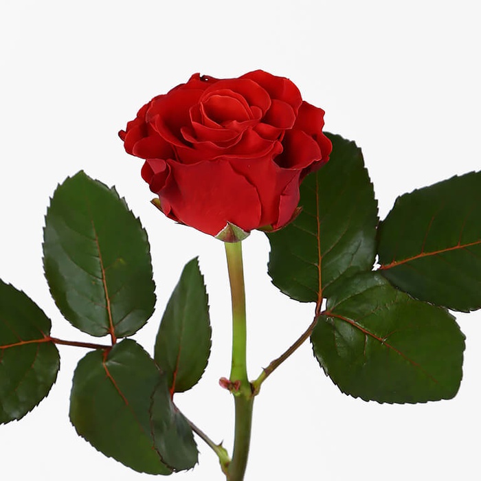 Роза Эль Торо, 60 см