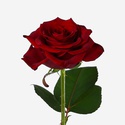 Роза Гран При, 100 см