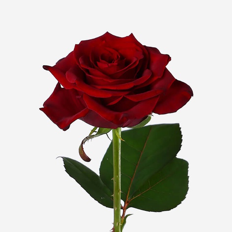 Троянда Гран Прі, 90 см
