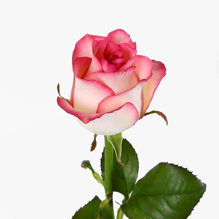 Троянда Джумілія, 60 см