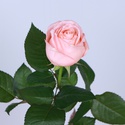 Троянда Аріана, 80 см