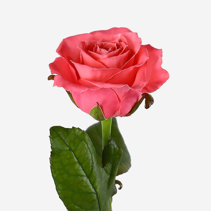 Троянда Карина, 50 см