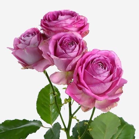 Троянда Лавендер Лейс, 40 см
