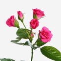 Троянда Лавли Лідія, 100 см