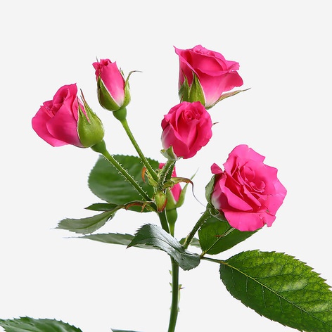 Троянда Лавли Лідія, 50 см