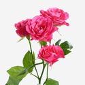 Роза Лиана, 60 см