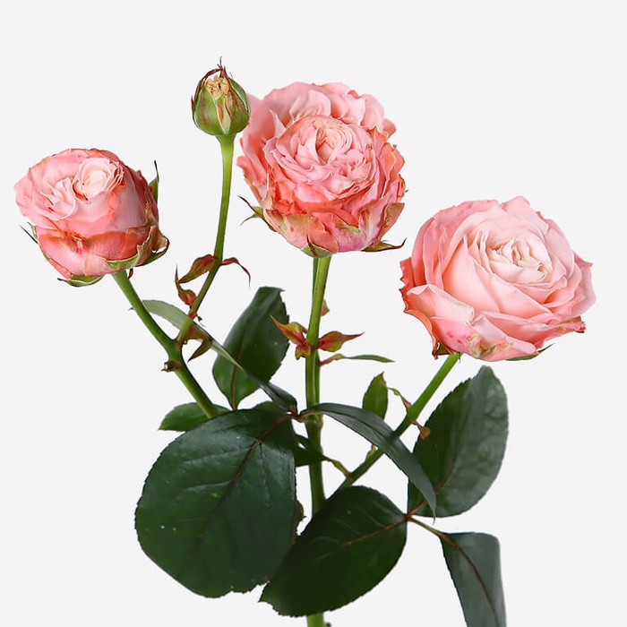 Троянда Мадам Бомбастік, 60 см