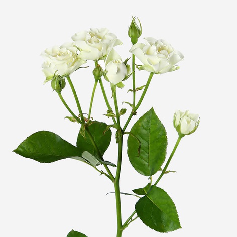 Троянда Сноуфлейк, 60 см
