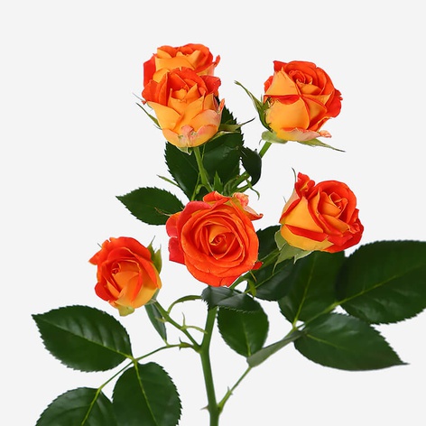 Троянда Фієста Баблз, 40 см