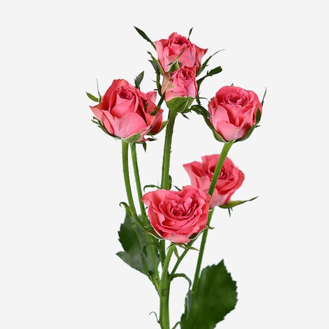 Троянда Лакі Йо-Йо, 50 см