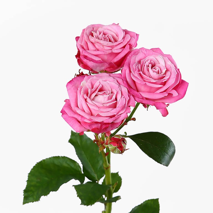 Троянда Леді Бомбастік, 40 см