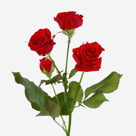 Троянда Мірабель, 40 см