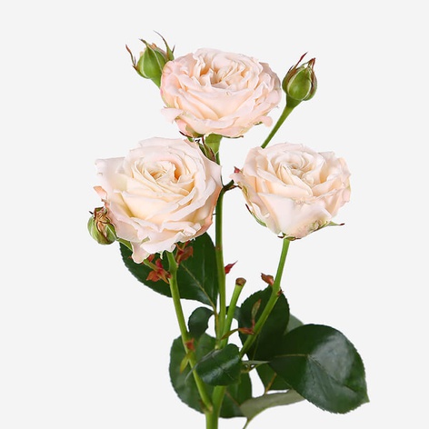 Троянда Бомбастік, 50 см