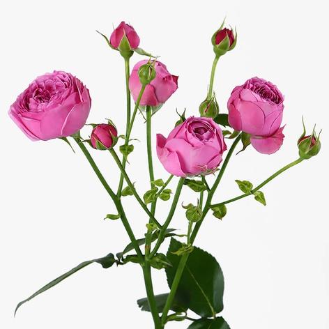 Троянда Місті Бабблз, 80 см