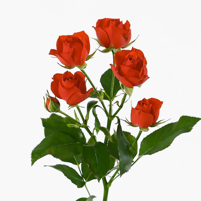 Троянда Ред Ванесса, 60 см