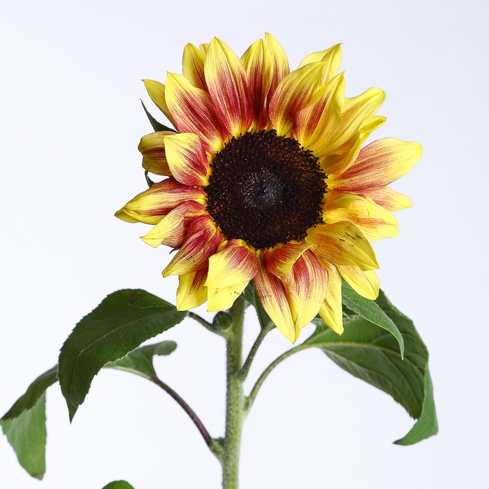 Соняшник декоративний