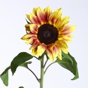 Соняшник декоративний