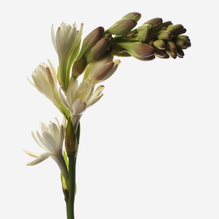 Цветок Тубероза