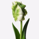 Тюльпан пэррот бело-зелёный