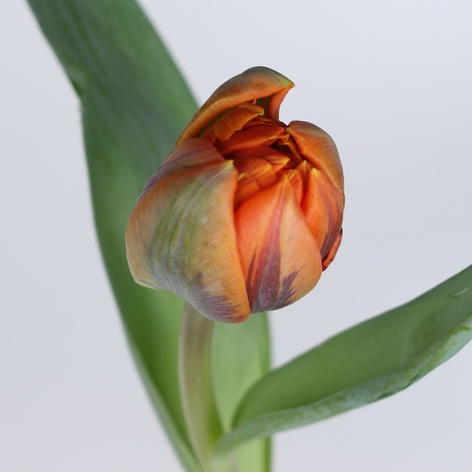 Тюльпан дабл оранжевый