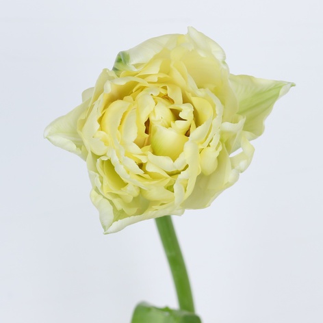 Тюльпан дабл лимонный