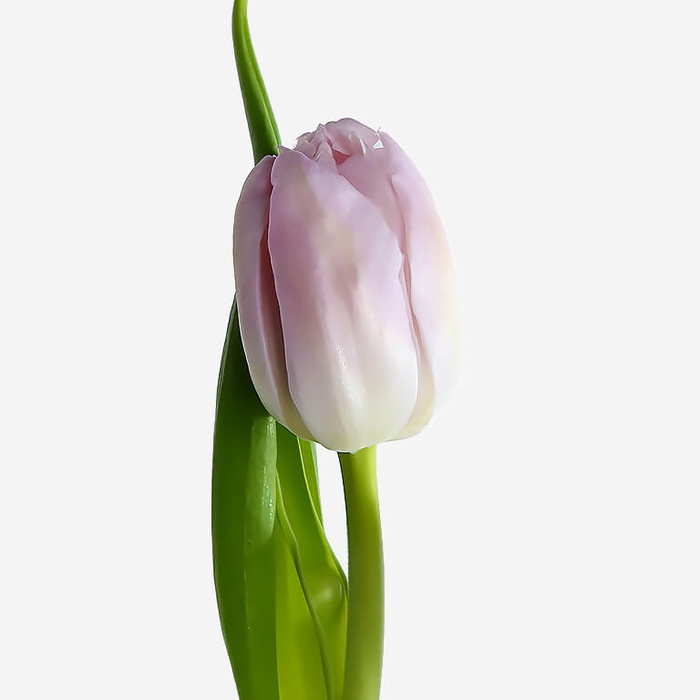 Тюльпан біло-бузковий