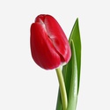 Тюльпан бело-красный