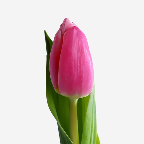 Тюльпан рожевий