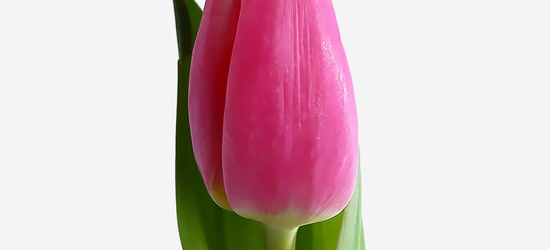 Акція на рожевий тюльпан