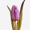 Тюльпан бузковий декоративний
