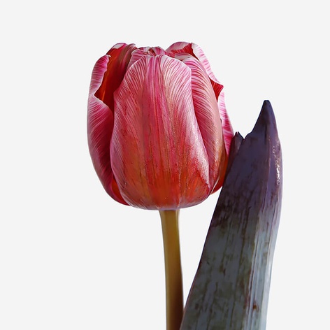 Тюльпан красный декоративный