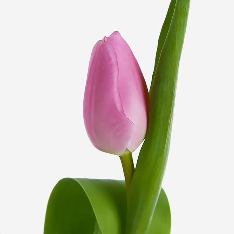 Тюльпан ніжно-рожевий