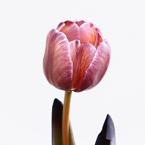 Тюльпан фіолетовий декоративний