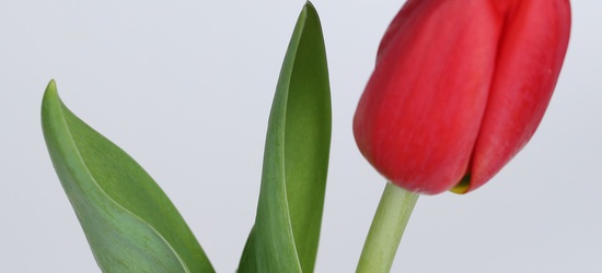 Акція на червоні тюльпани