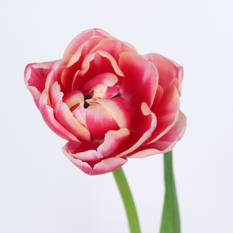 Тюльпан дабл розовый