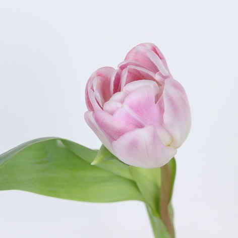 Тюльпан дабл нежно-розовый