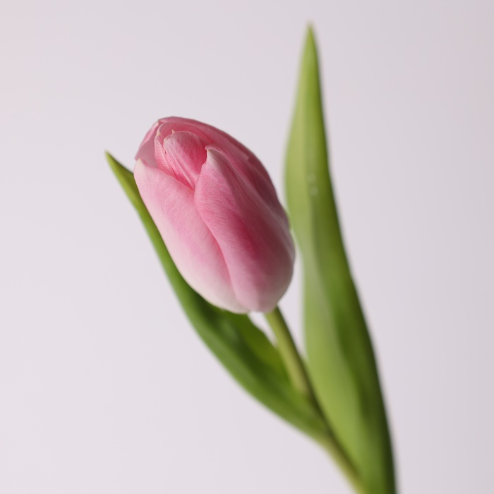 Тюльпан ніжно-рожевий