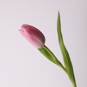 Тюльпан ніжно-рожевий