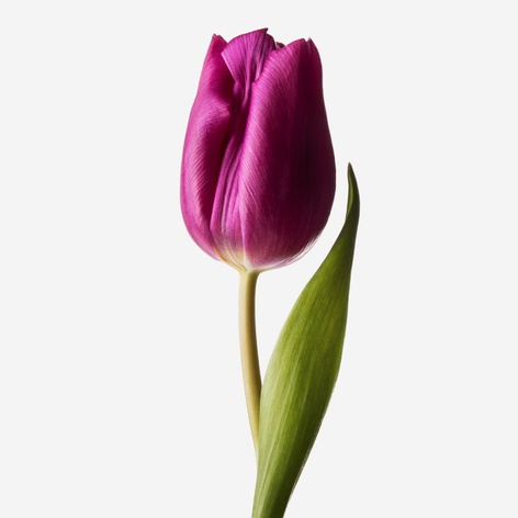 Тюльпан фіолетовий