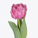 Тюльпан дабл розовый