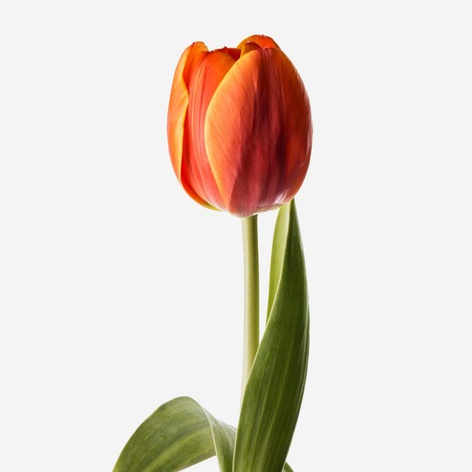 Тюльпан оранжевый