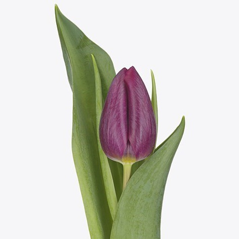 Тюльпан фіолетовий
