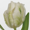 Тюльпан Перрот біло-зелений