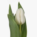 Тюльпан білий